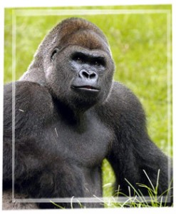 Gorila spis